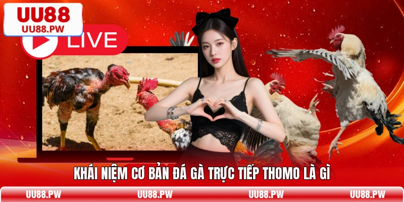 Khái niệm cơ bản đá gà trực tiếp Thomo là gì